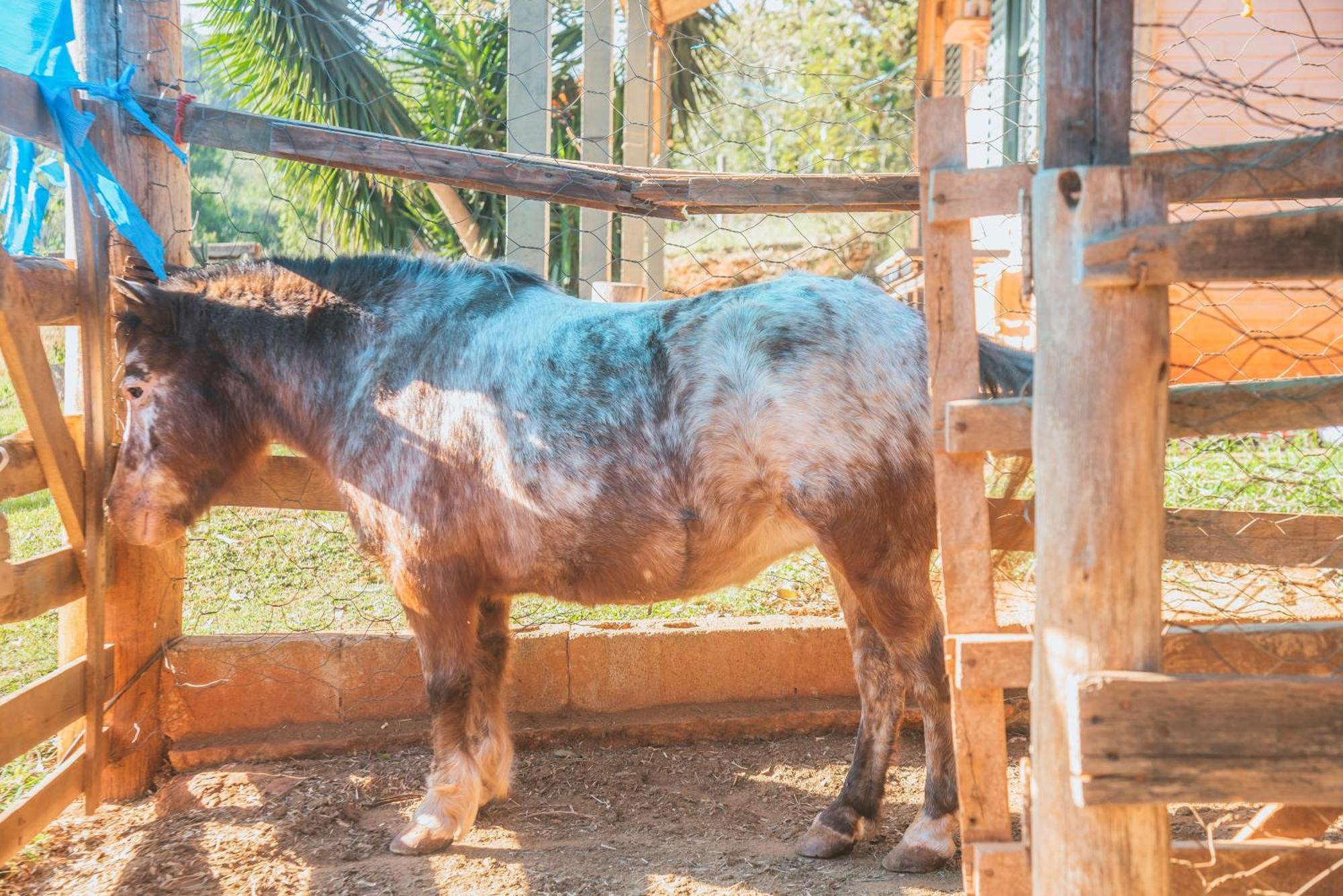 Hotel Fazenda Reviver อาราโซยาบา ดา แซร์ฮา ภายนอก รูปภาพ