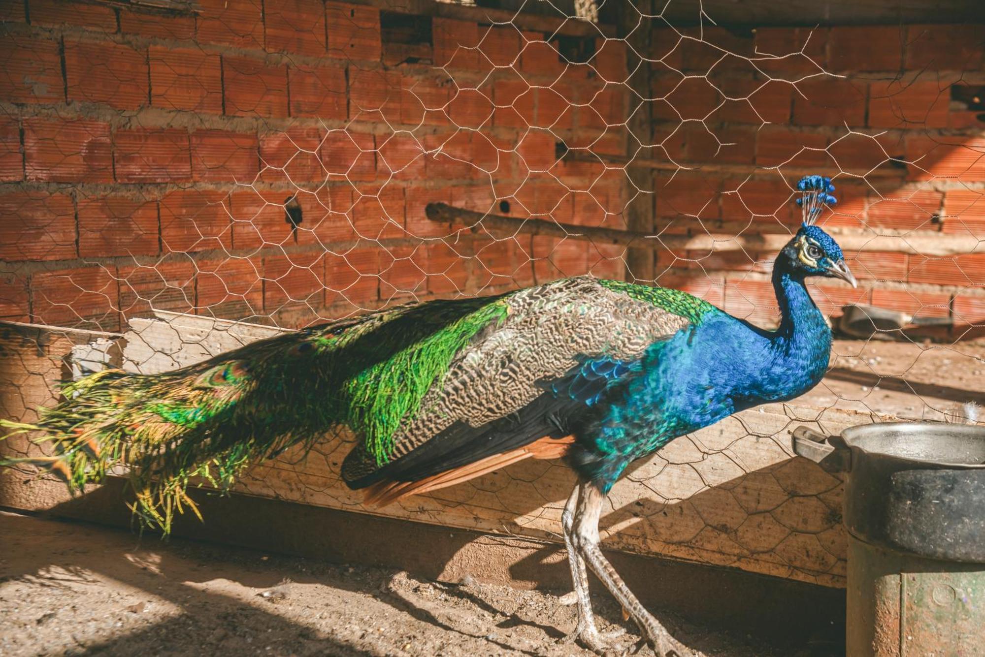 Hotel Fazenda Reviver อาราโซยาบา ดา แซร์ฮา ภายนอก รูปภาพ