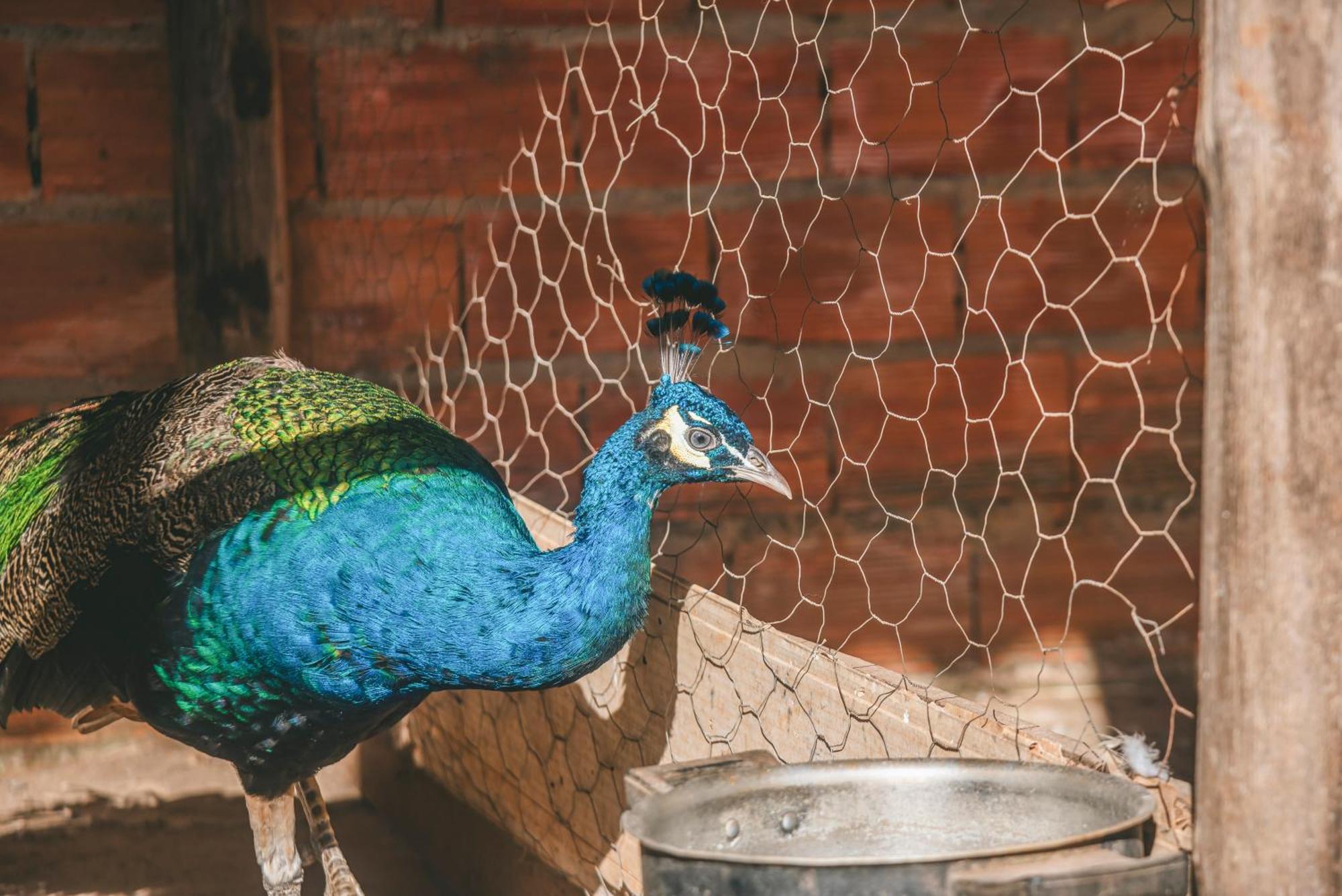 Hotel Fazenda Reviver อาราโซยาบา ดา แซร์ฮา ภายนอก รูปภาพ